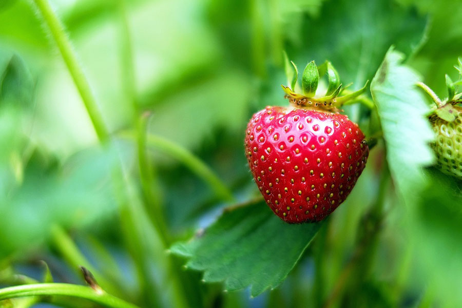 Sowing the Seeds (of Strawberries): Plant Variety Protection in Morocco